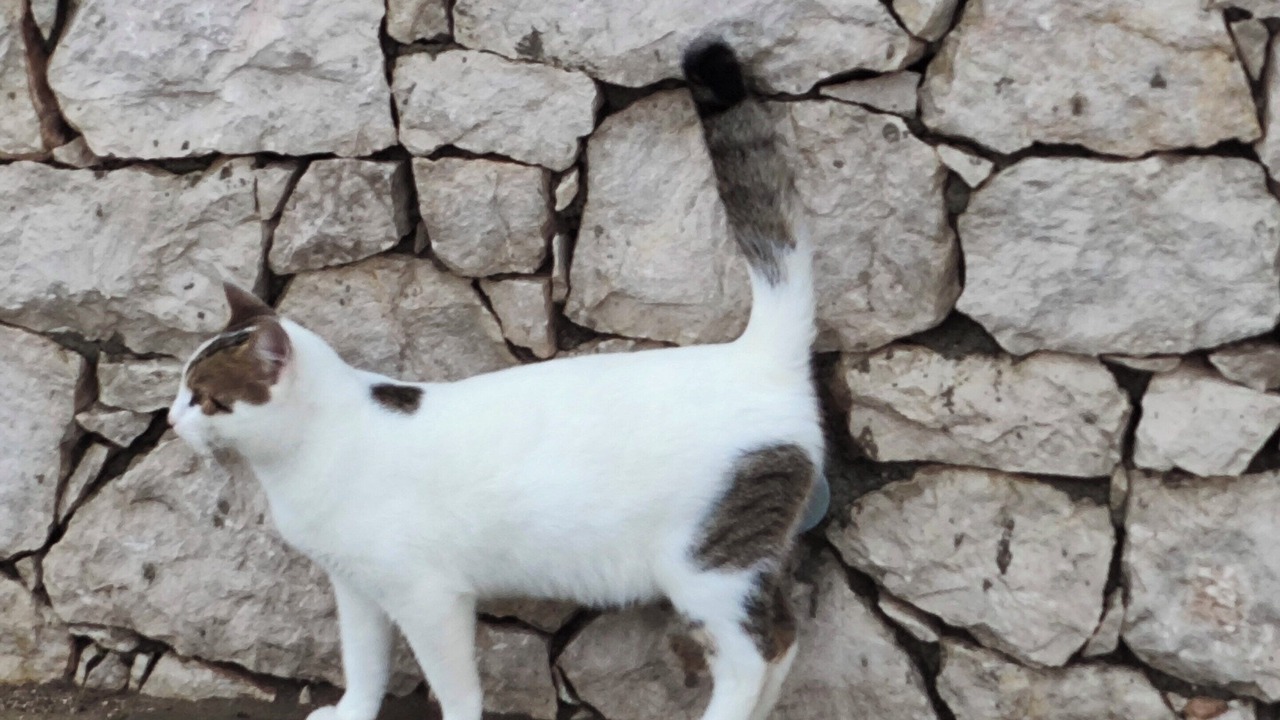 Photo of Others in Kolymbia