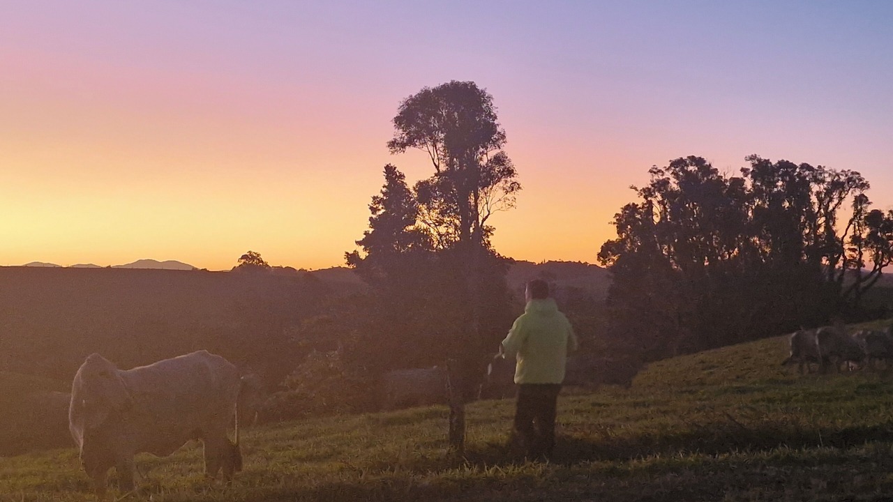 Photo of Others in Millaa Millaa