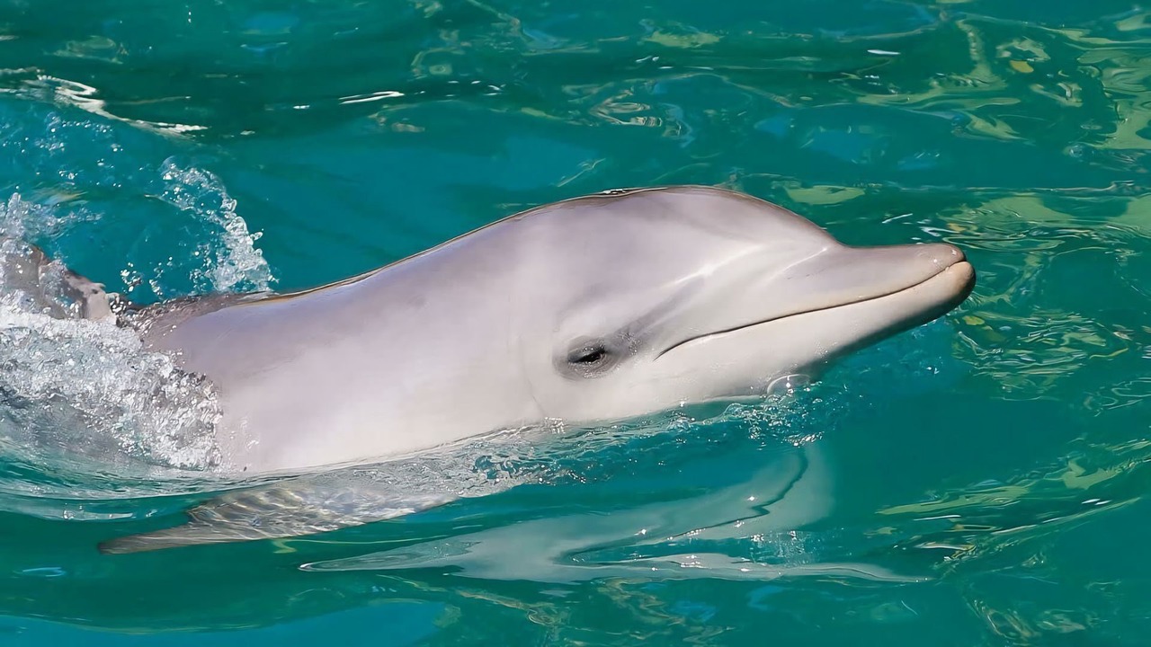 Photo of Outdoor in Salamander Bay