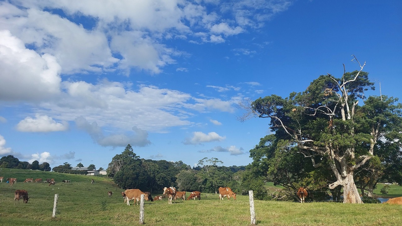 Photo of Others in Maleny