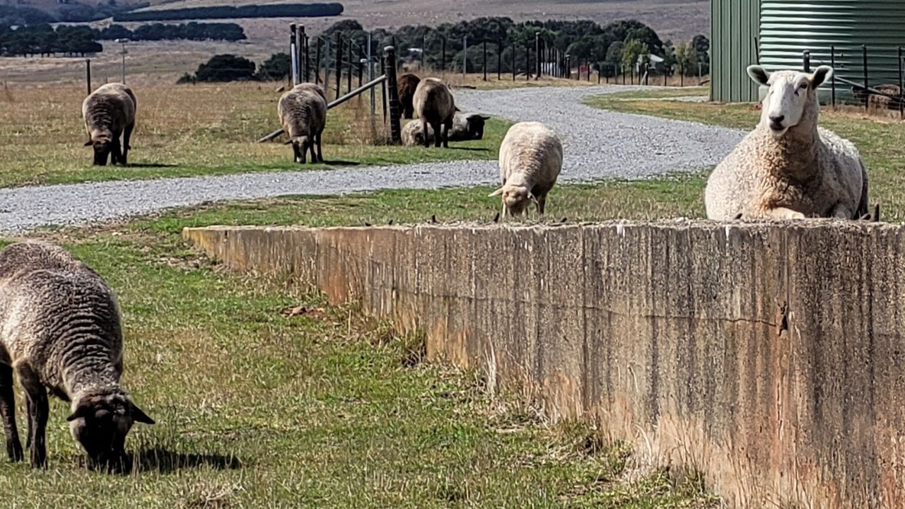 Photo of Others in Taralga