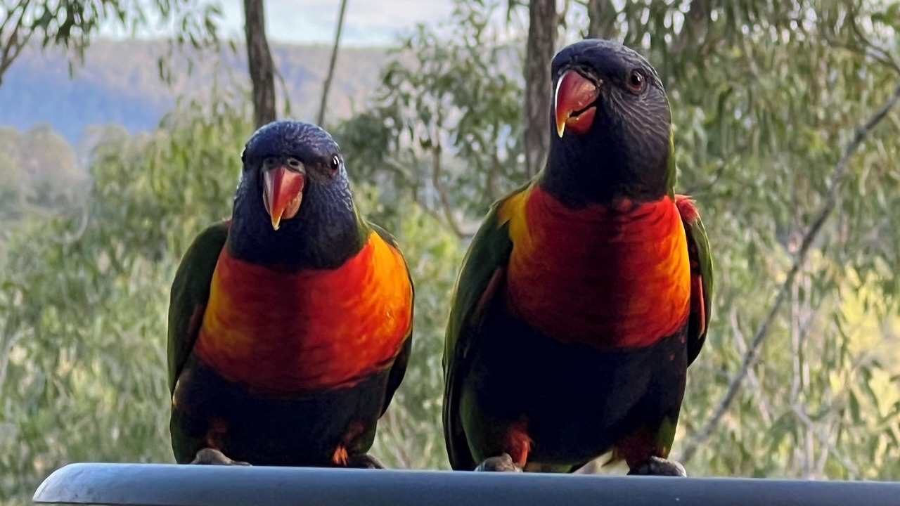 Photo of Others in Kooralbyn