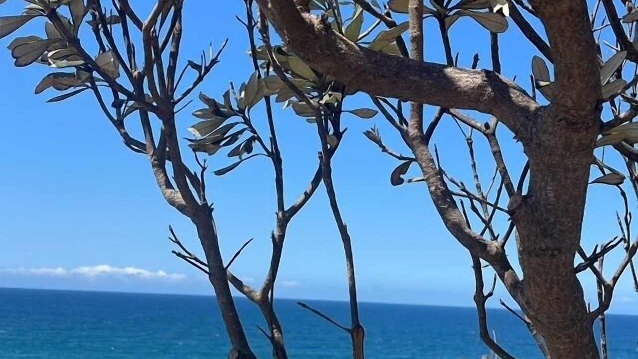 Photo of Others in Mona Vale
