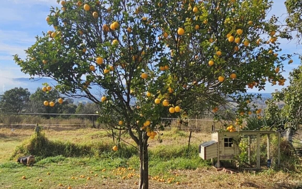Photo of Others in Buckajo