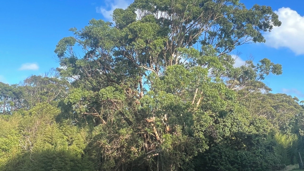 Photo of Others in Nambucca Heads