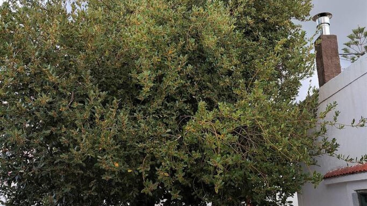 Photo of Outdoor in Kritinia