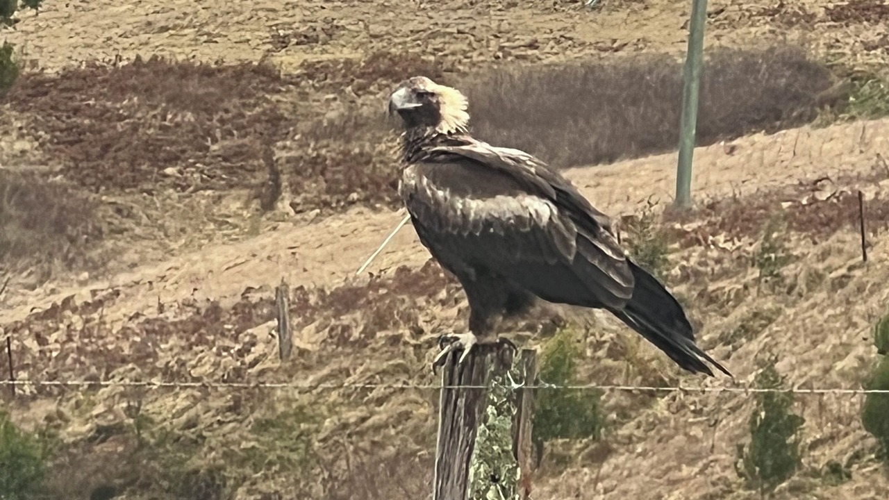 Photo of Others in South Bowenfels