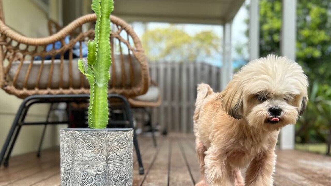 Photo of Patio Balcony in Fingal Head
