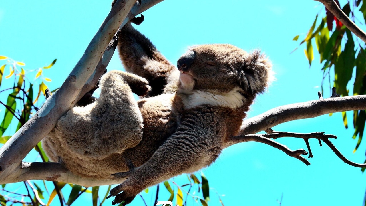 Photo of Others in Kangaroo Island