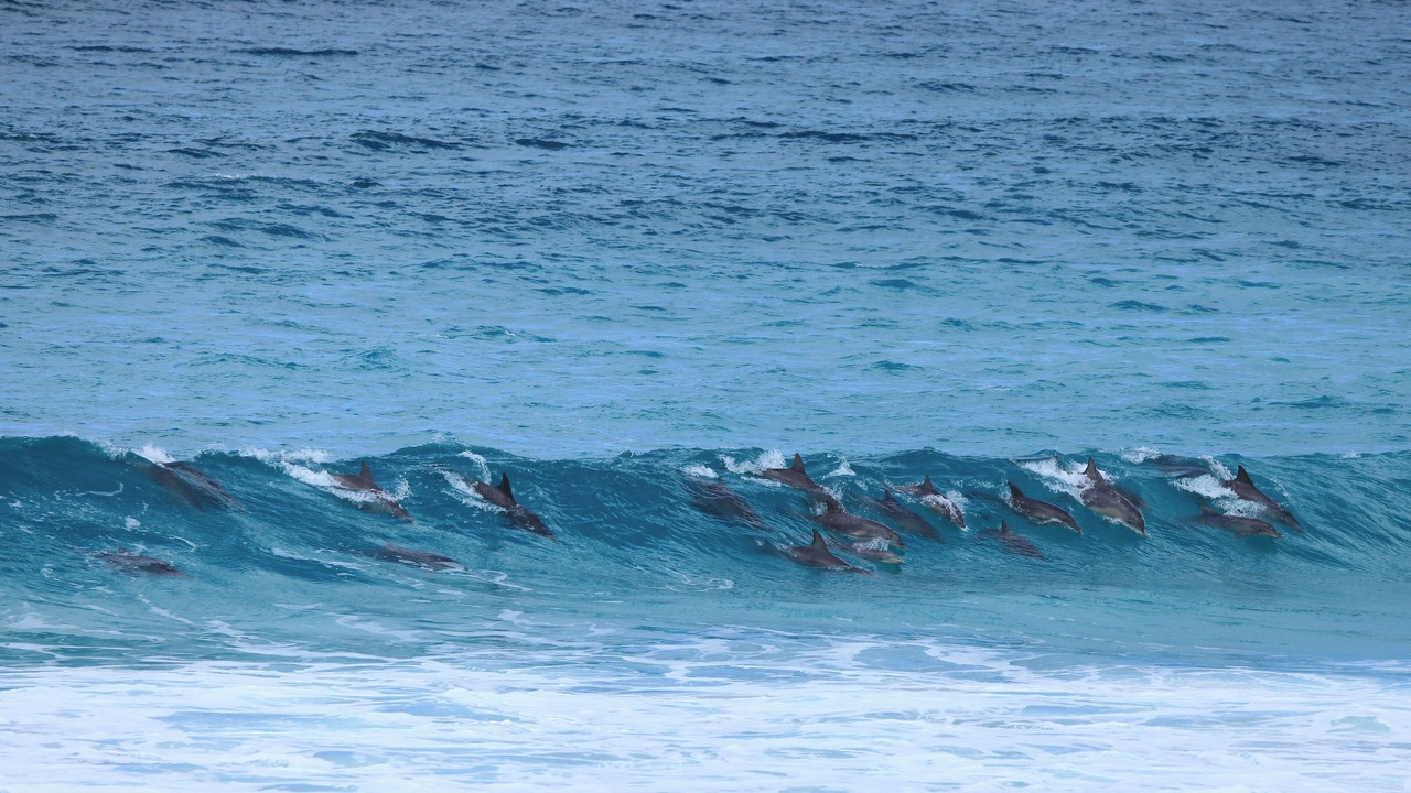 Photo of Others in Kangaroo Island