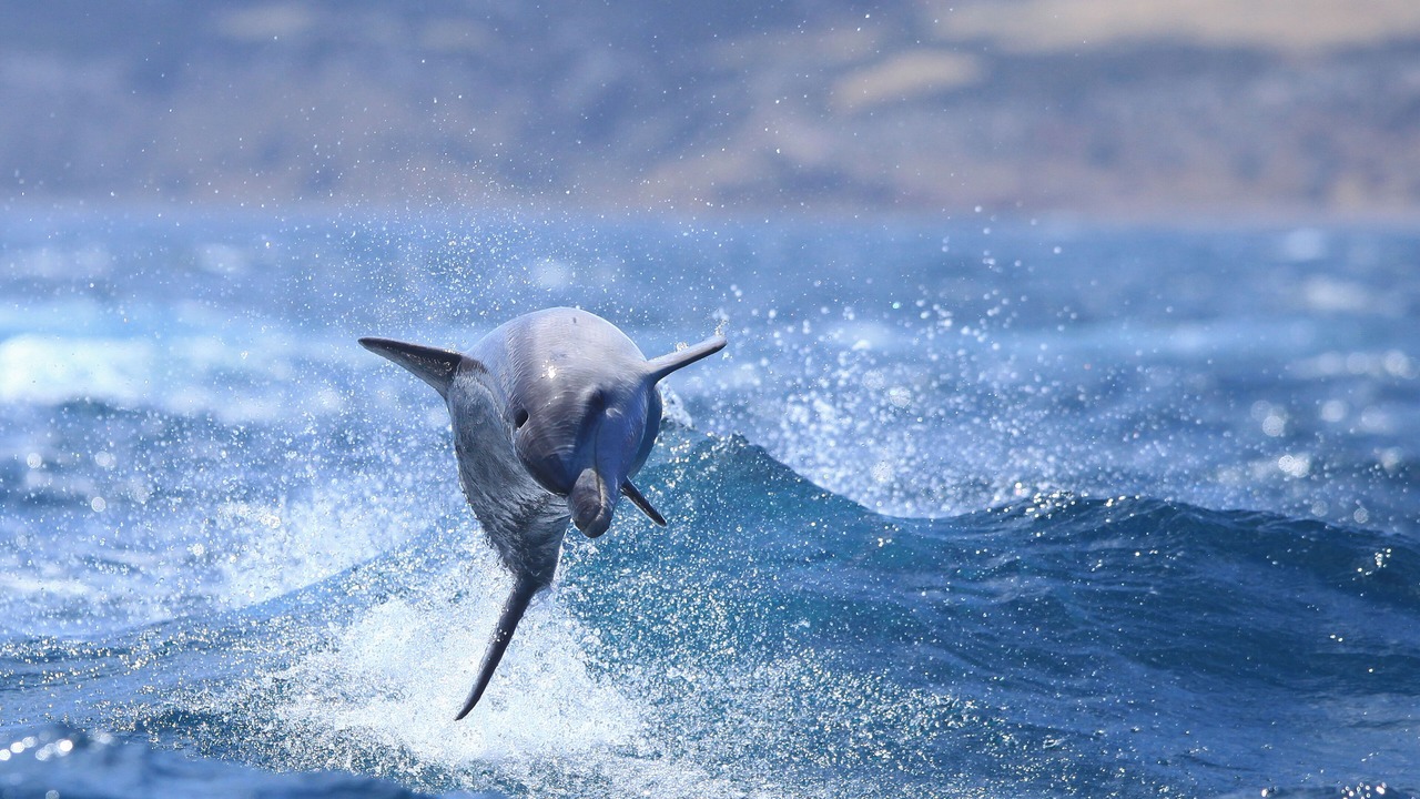 Photo of Others in Kangaroo Island