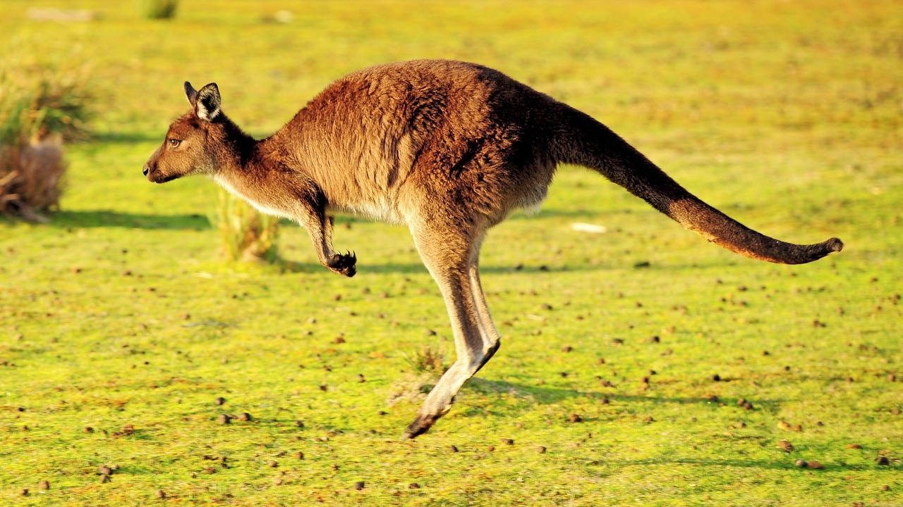 Photo of Others in Kangaroo Island