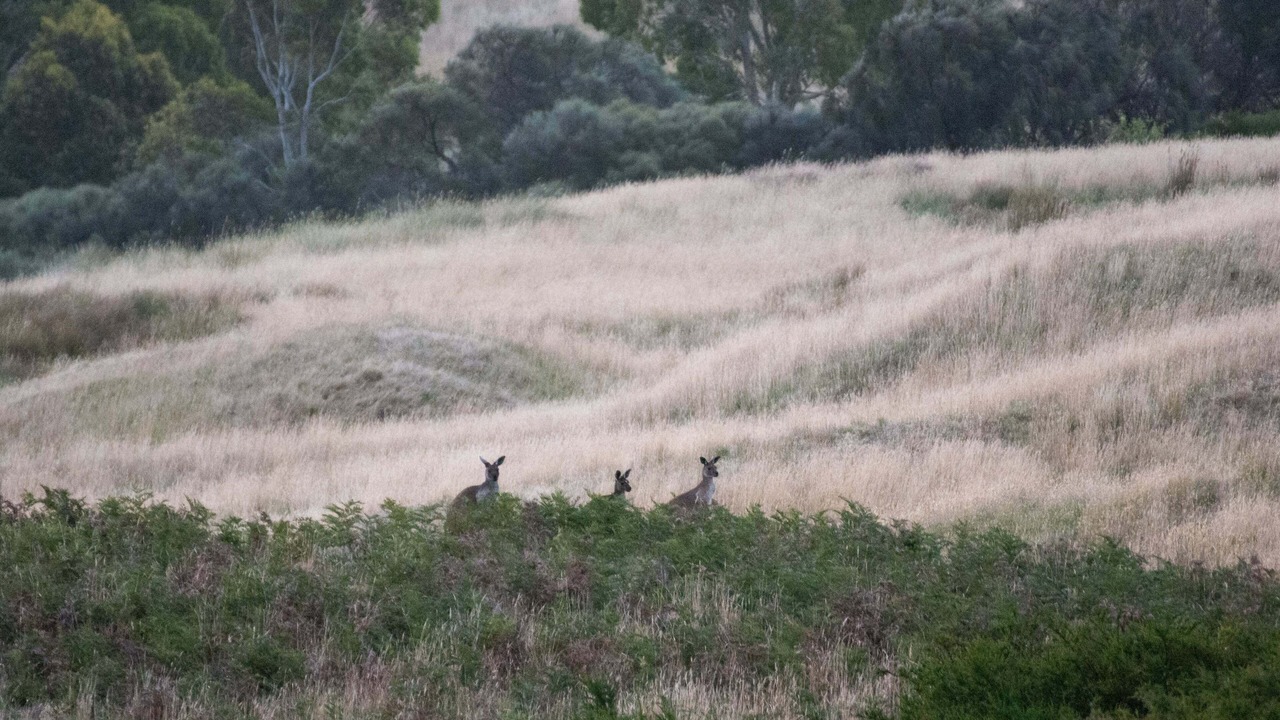 Photo of Outdoor in Bald Hills