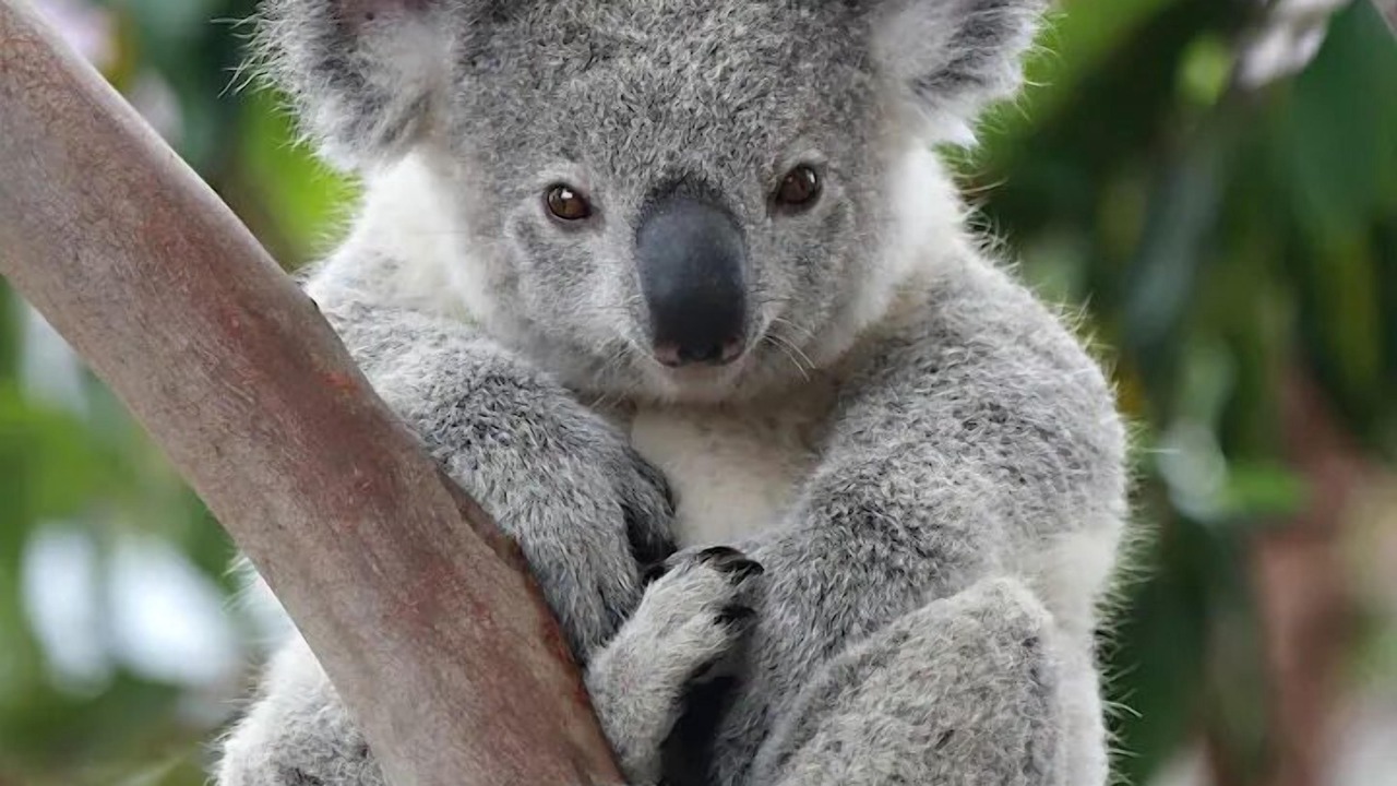 Photo of Others in Dromana
