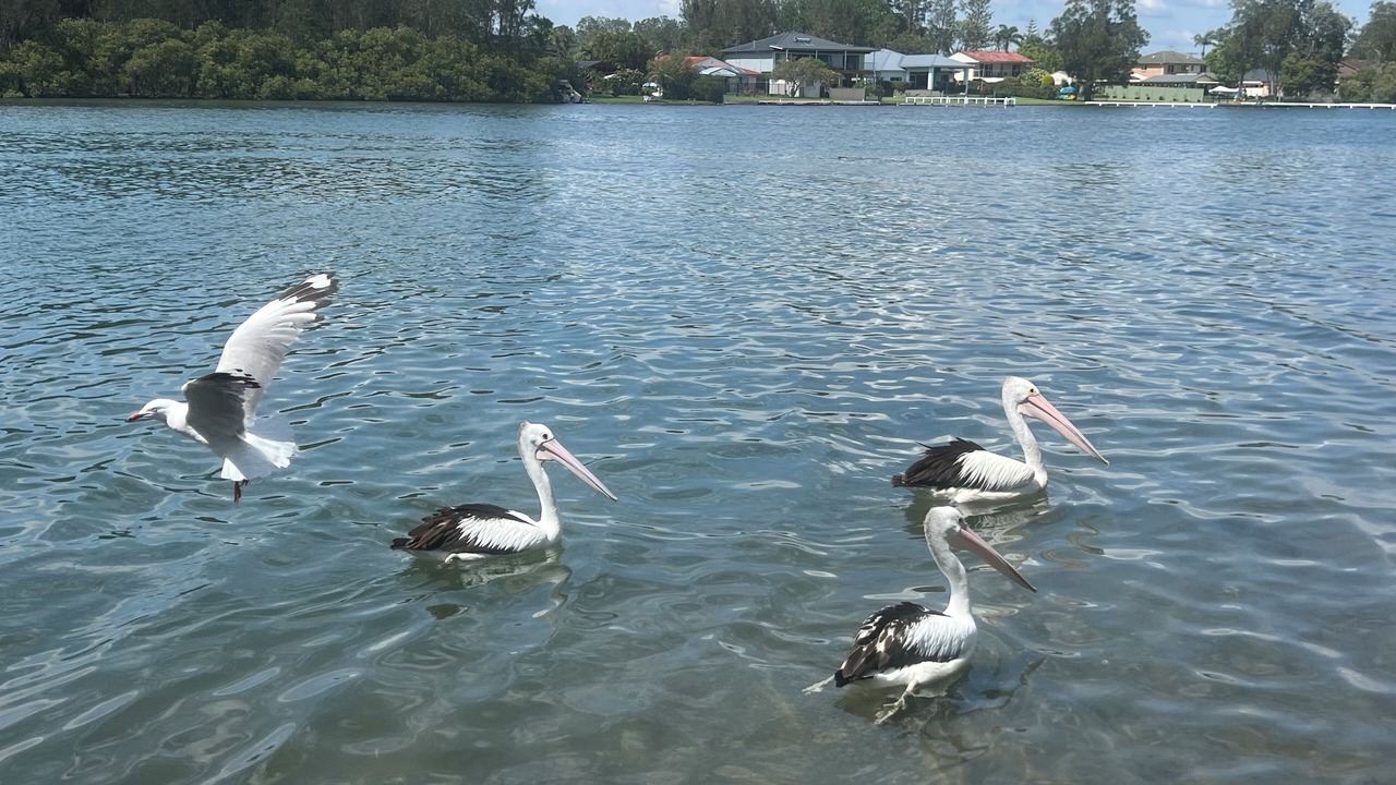 Photo of Outdoor in Dora Creek