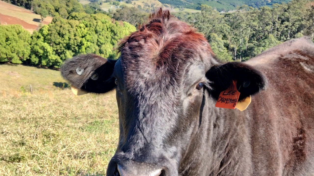 Photo of Outdoor in Fernleigh
