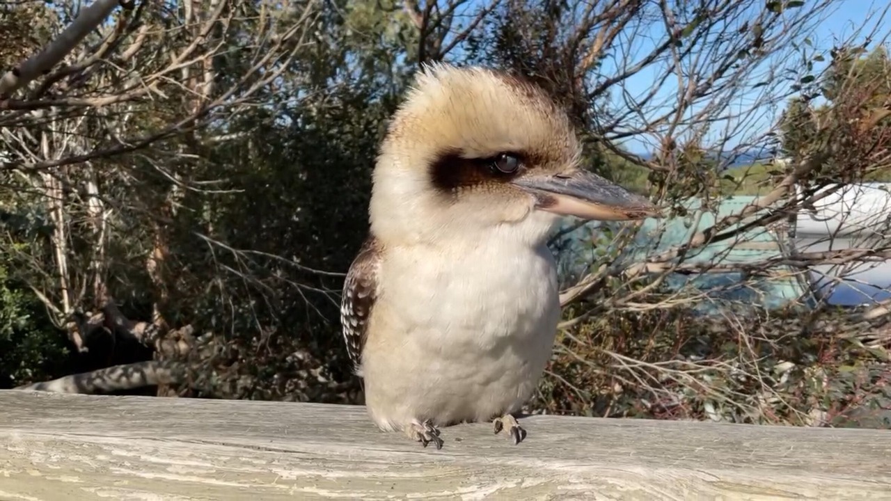 Photo of Others in Kilcunda