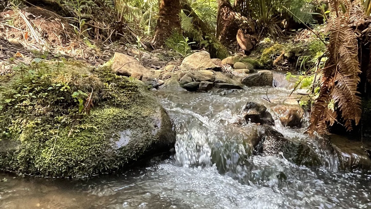 Photo of Others in Mount Dandenong