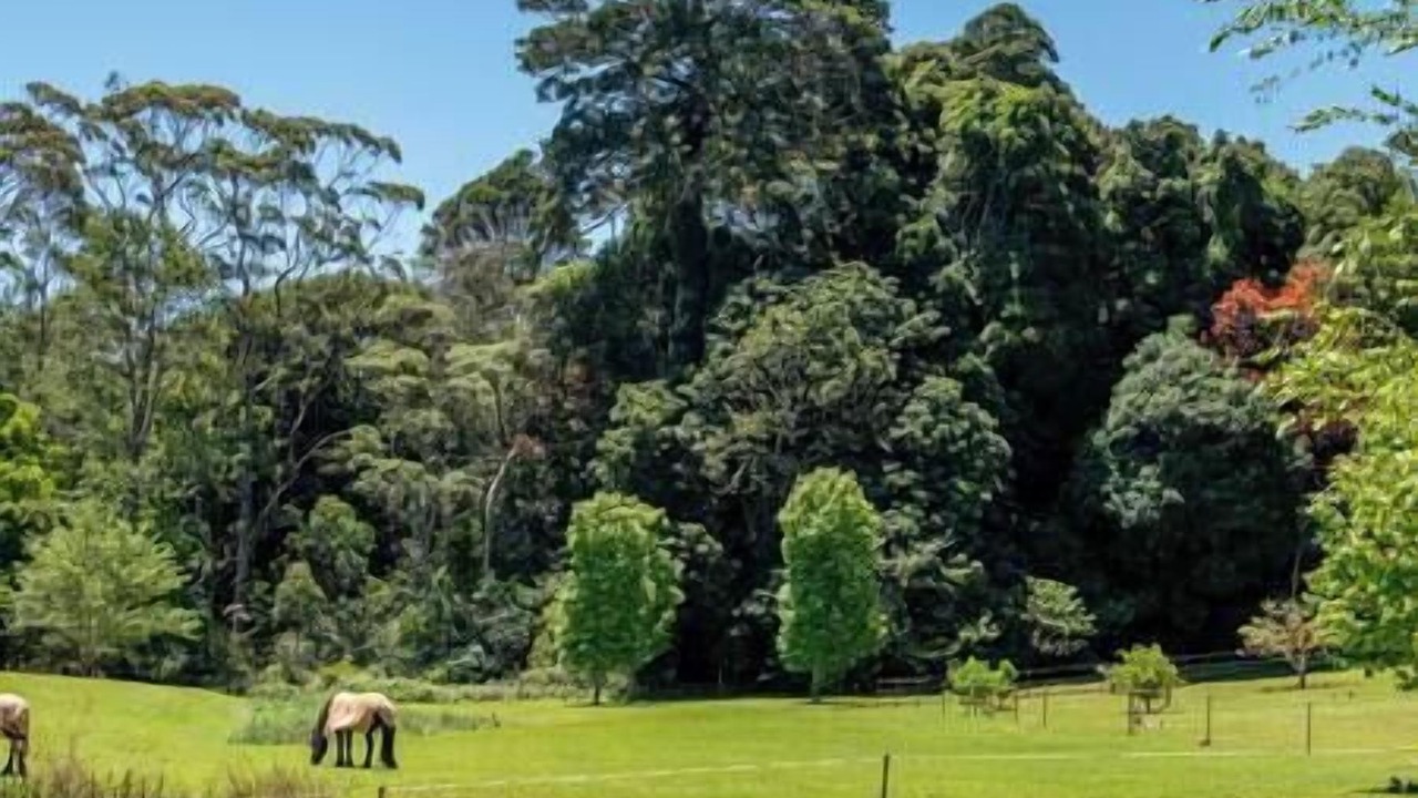 Photo of Others in North Tamborine