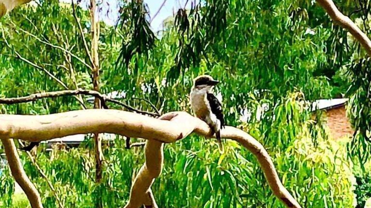 Photo of Others in Donvale