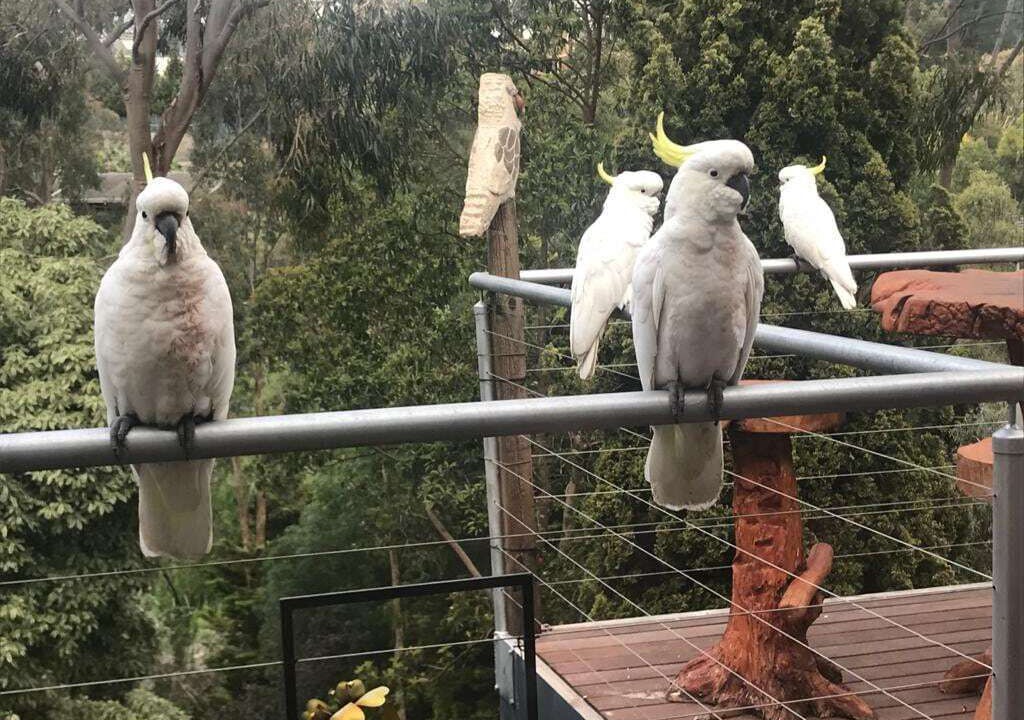 Photo of Others in Donvale