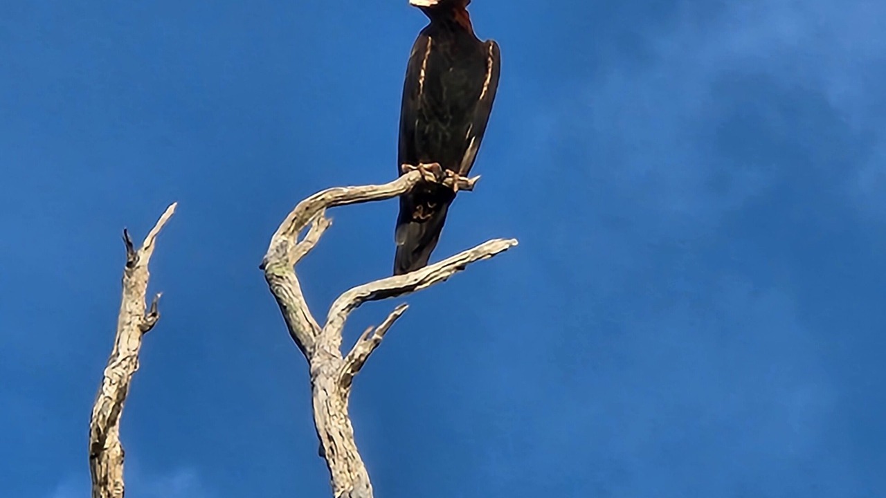 Photo of Others in Hoddles Creek