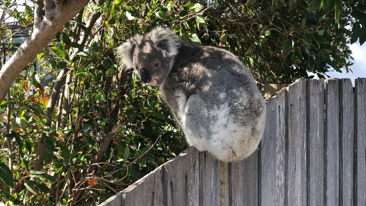 Photo of Others in Raymond Island