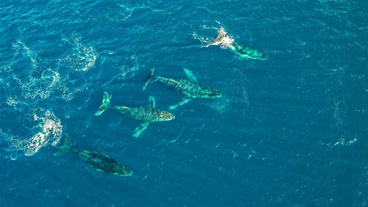 Photo of Others in Kiama Heights