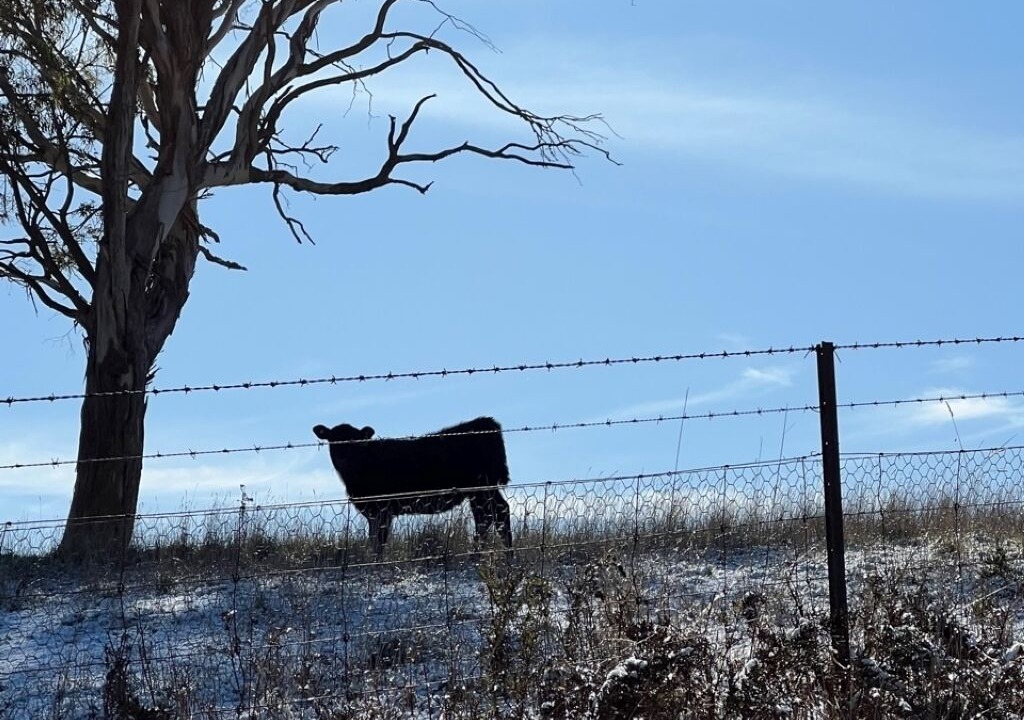 Photo of Others in Oberon