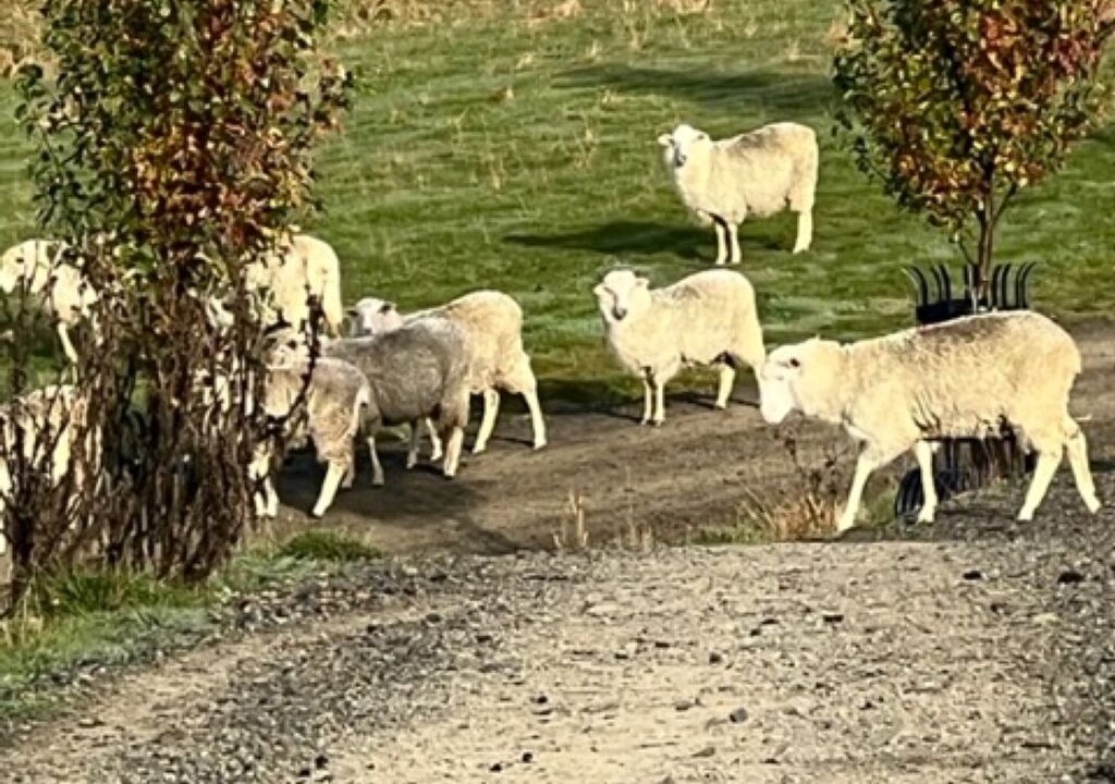Photo of Outdoor in Oberon