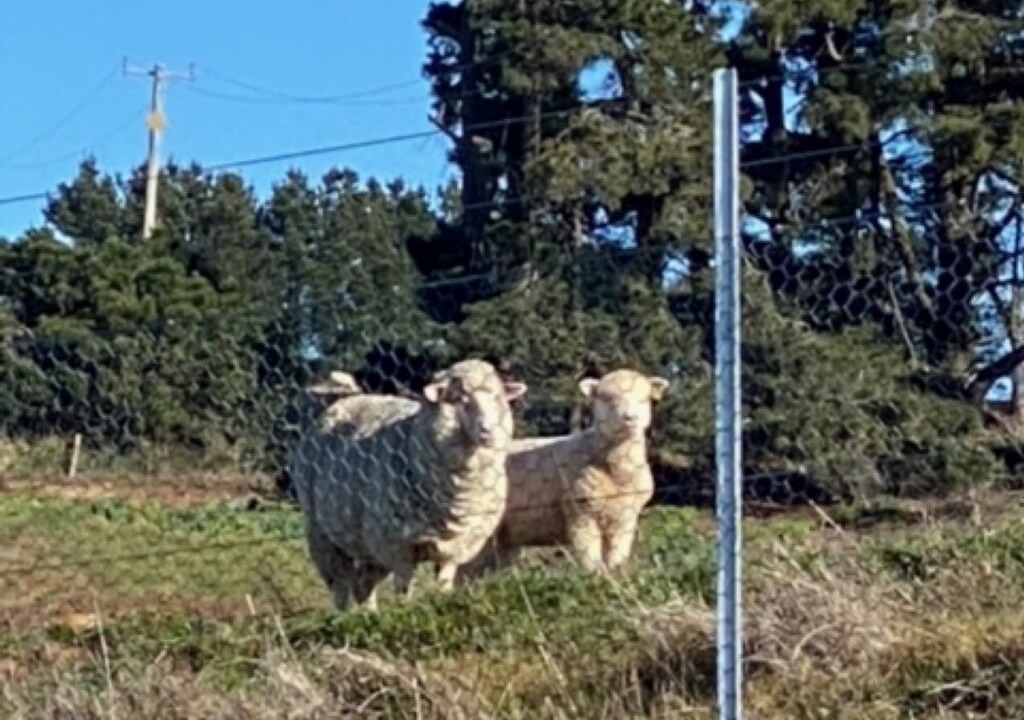 Photo of Others in Oberon