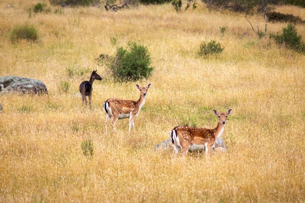 Photo of Others in Lake Crackenback