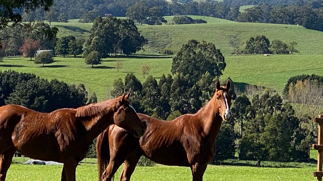 Photo of Others in Neerim South