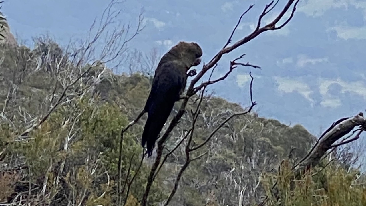 Photo of Others in Katoomba