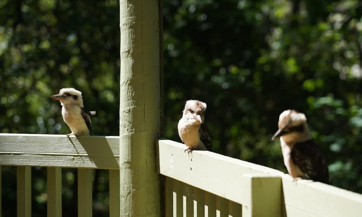 Photo of Outdoor in Sassafras