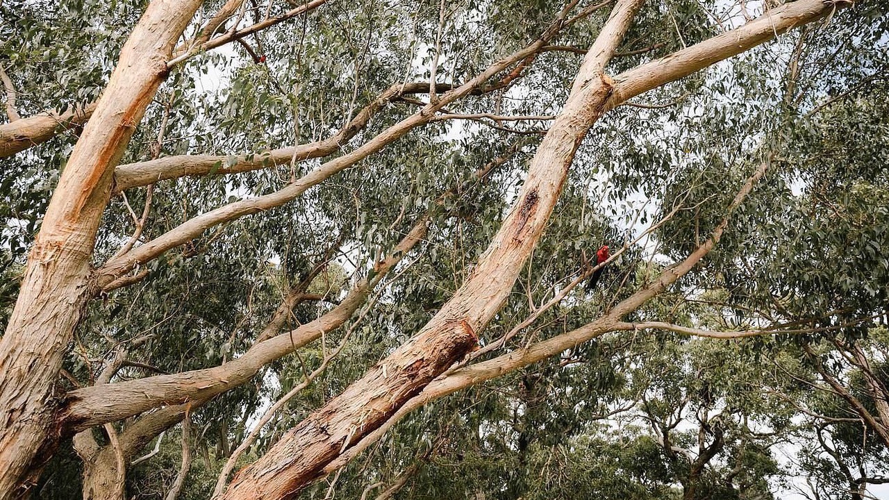 Photo of Others in Hordern Vale