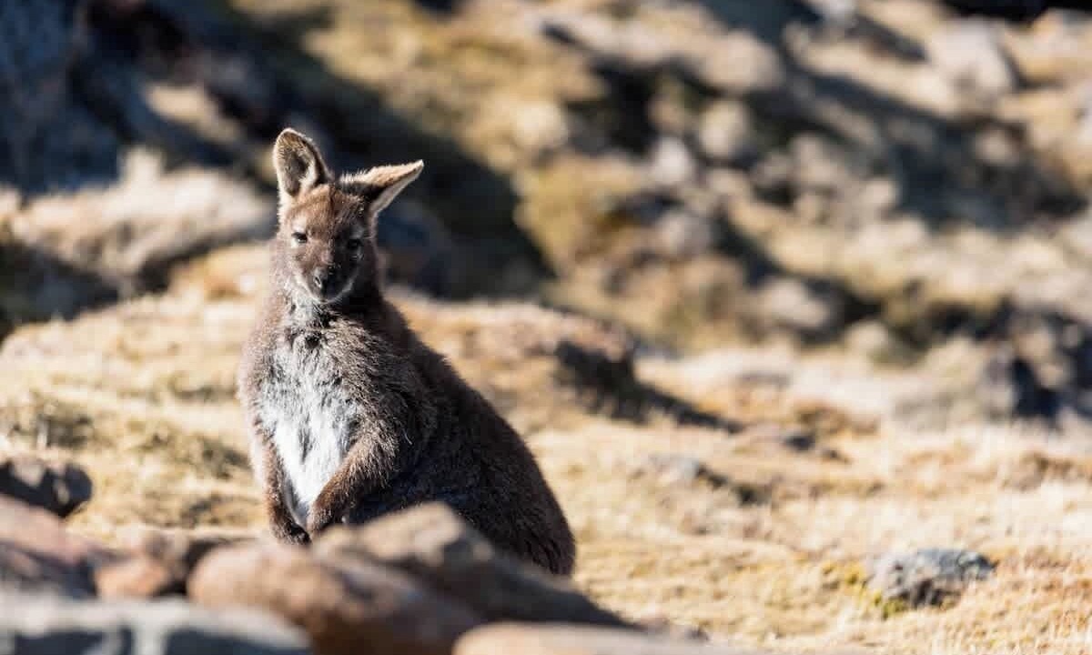 Photo of Others in Ben Lomond