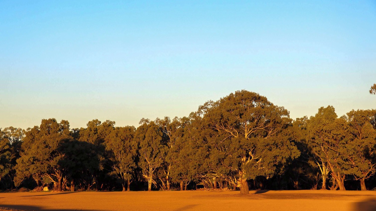 Photo of Others in Narromine