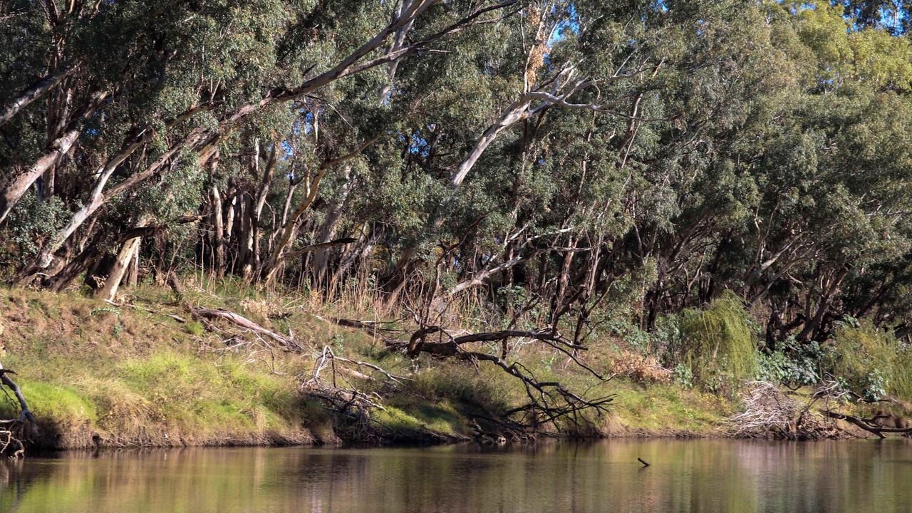 Photo of Others in Narromine