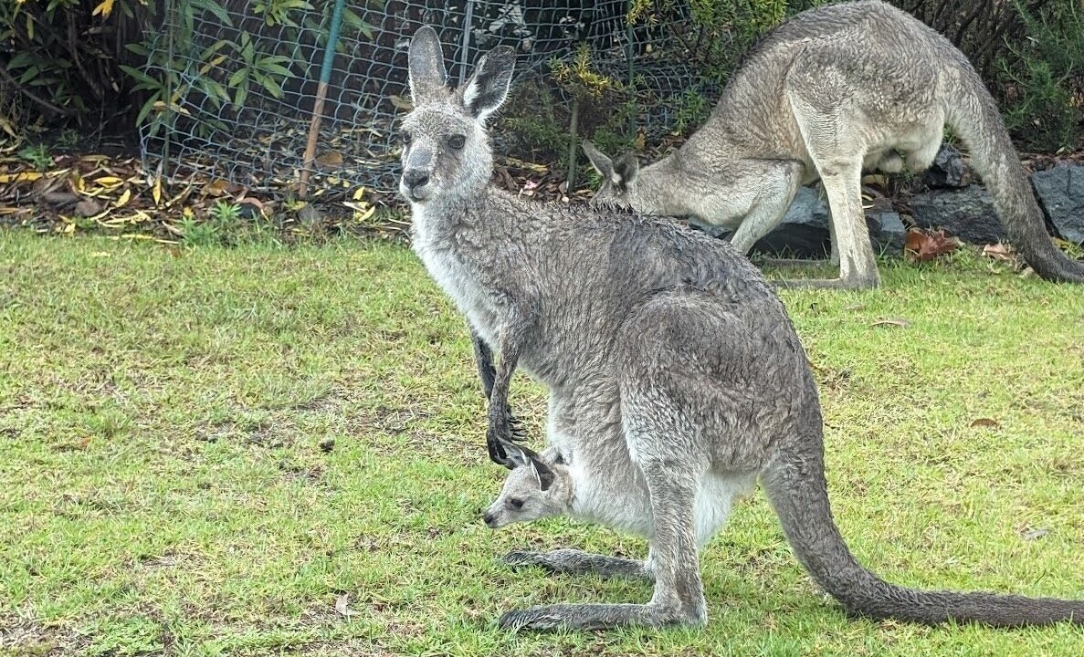 Photo of Outdoor in Pambula Beach