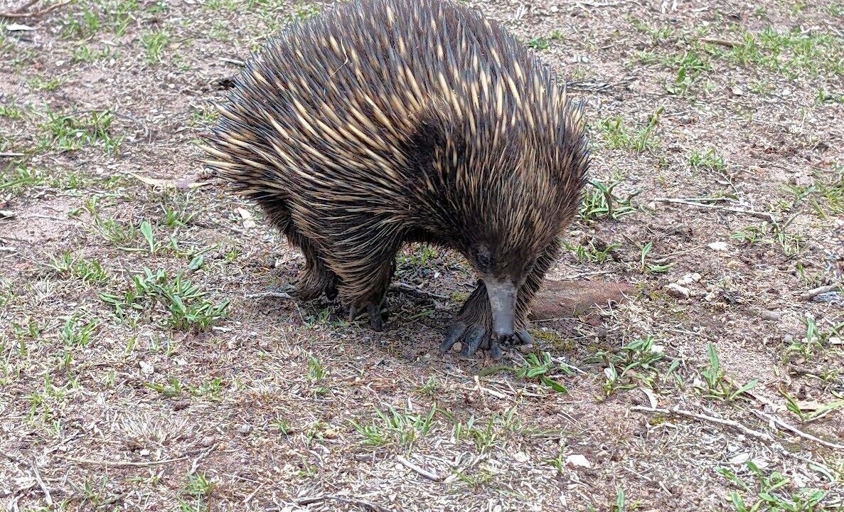 Photo of Outdoor in Pambula Beach