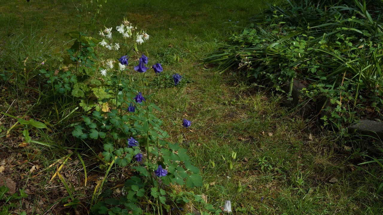 Photo of Outdoor in Leura