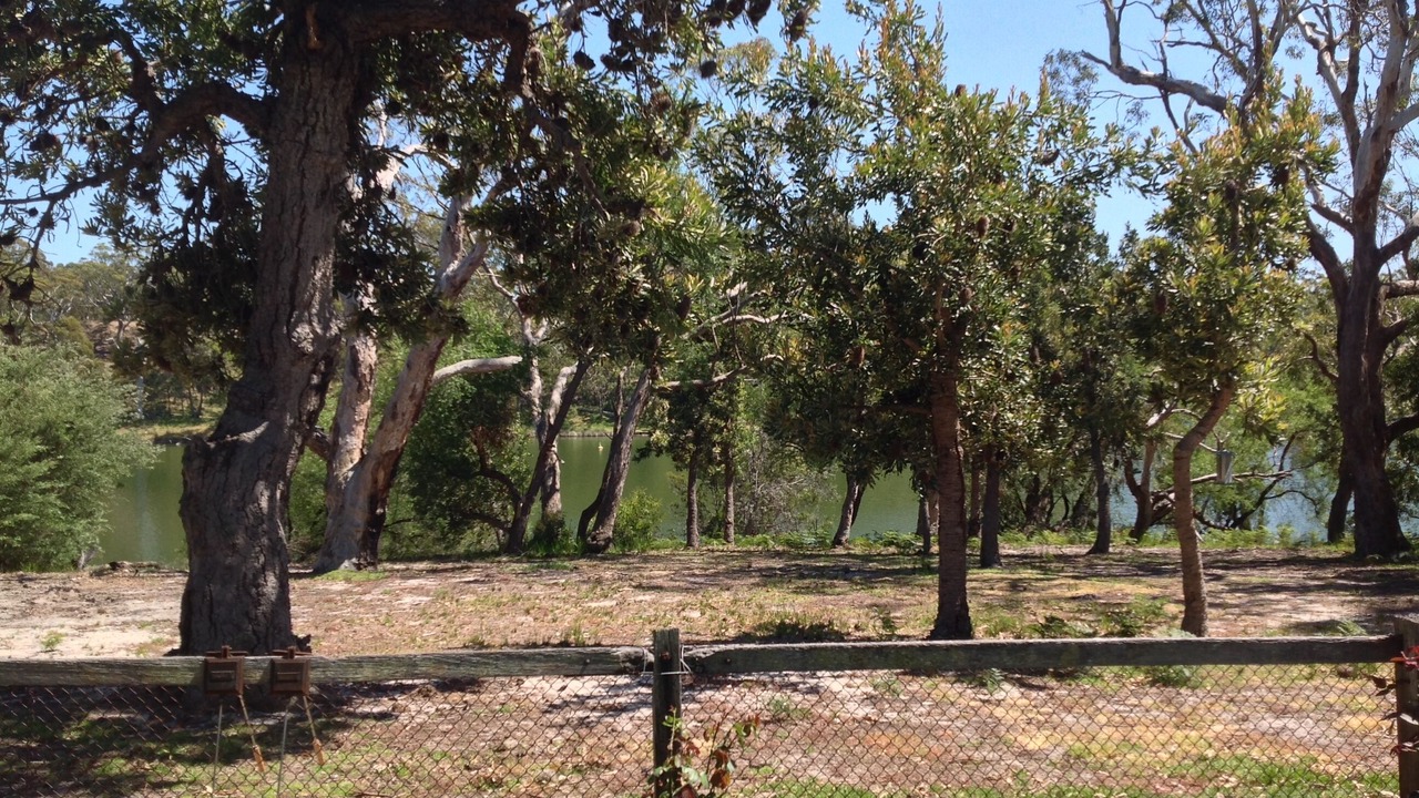 Photo of Others in Banksia Peninsula