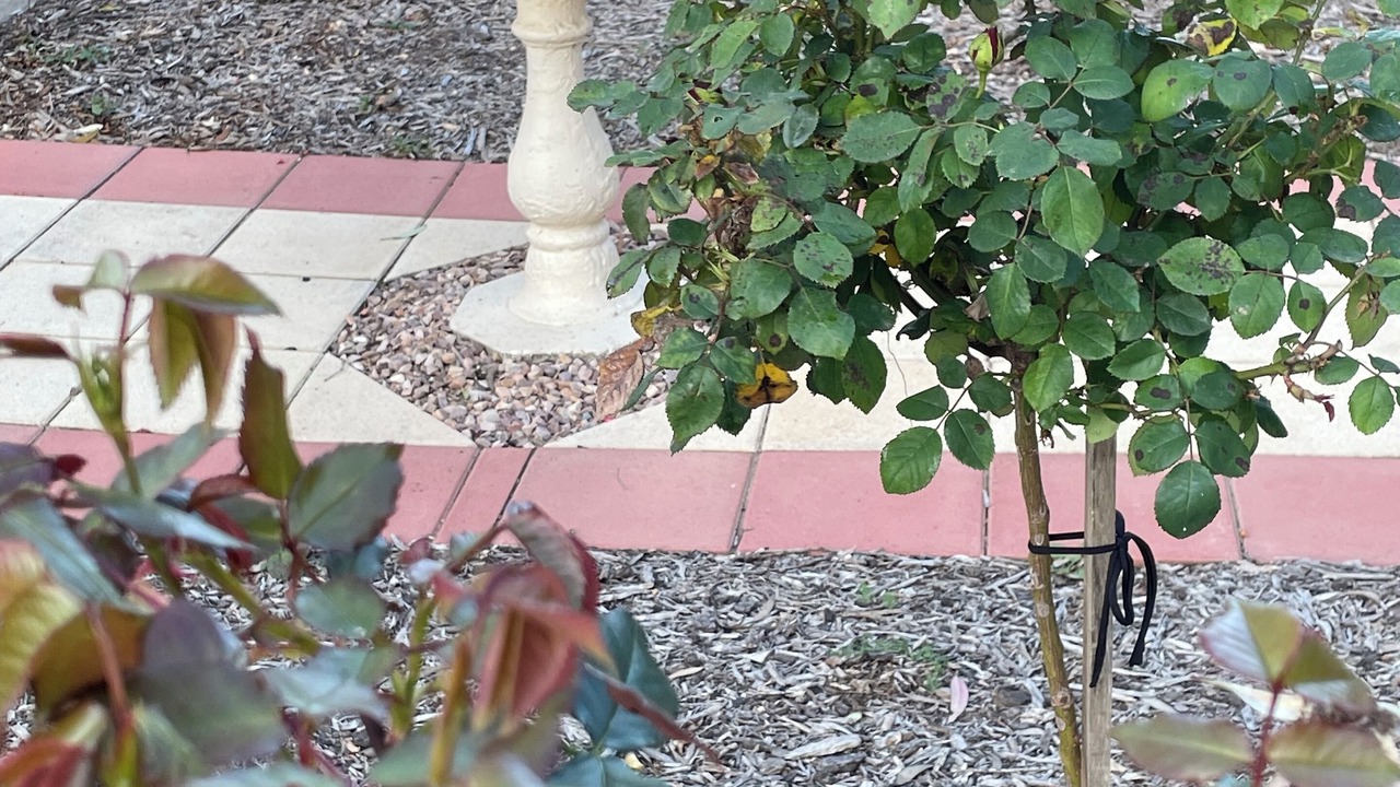 Photo of Outdoor in Gawler