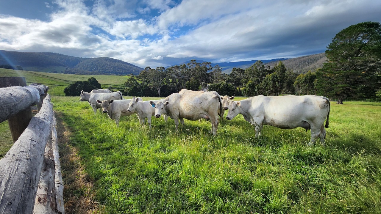 Photo of Others in Huon Valley
