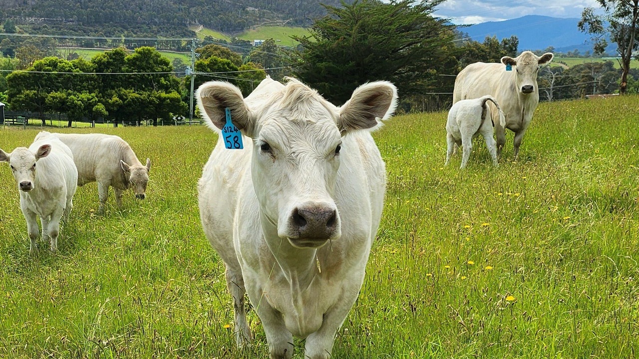 Photo of Others in Huon Valley