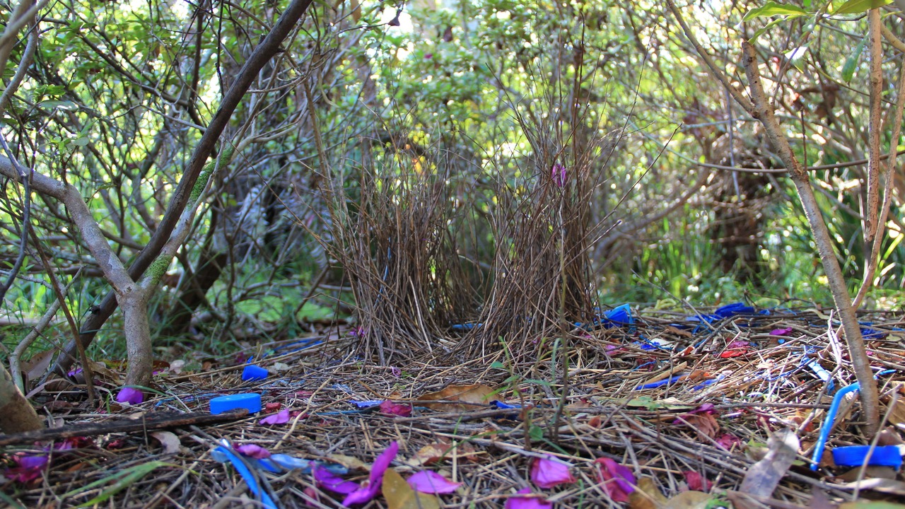 Photo of Outdoor in Koorainghat