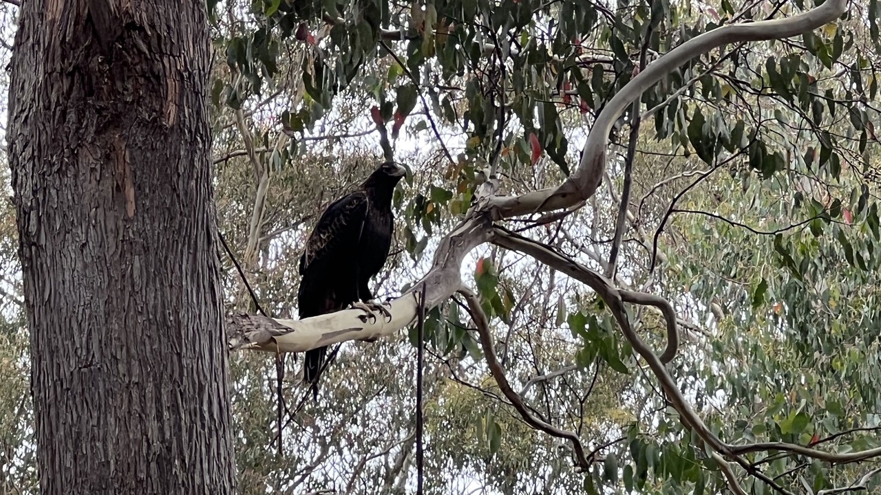 Photo of Others in Collinsvale