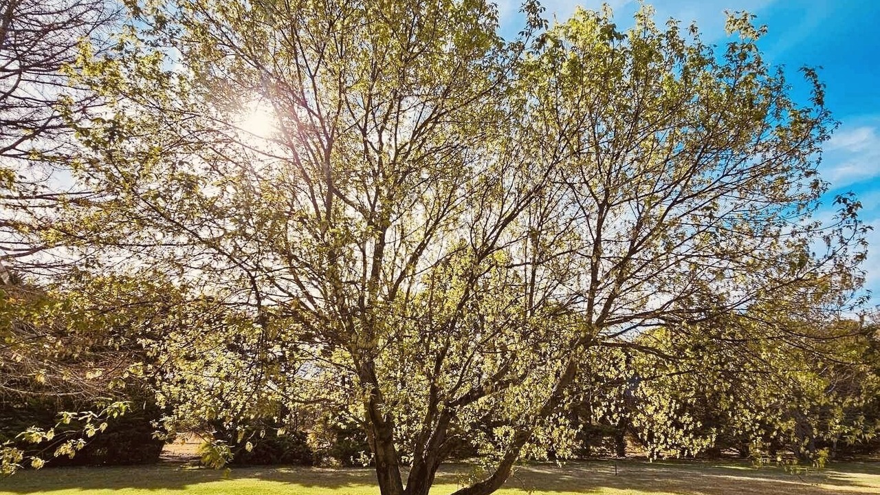 Photo of Outdoor in Kanimbla