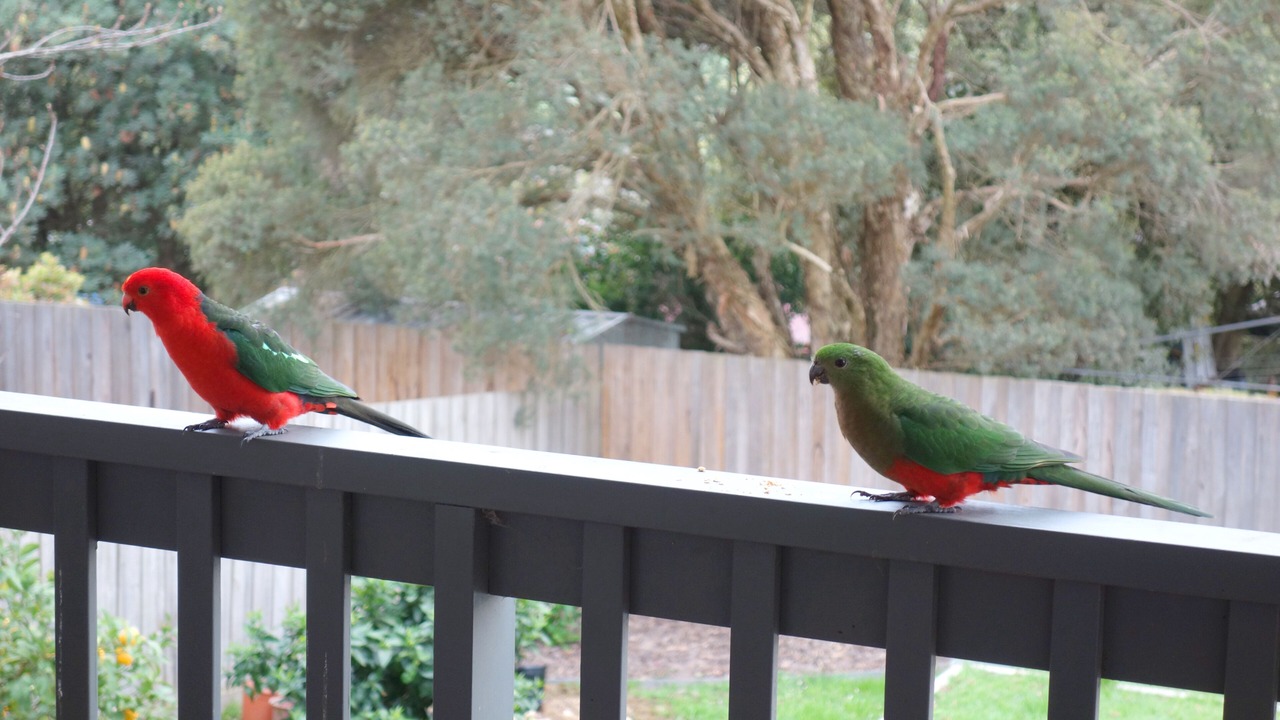 Photo of Others in Woori Yallock